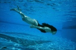 akiyama_rina barefoot one-piece_swimsuit pool swimsuit underwater wet ys_web_261 rating:Safe score:1 user:nil!