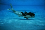 akiyama_rina ass barefoot one-piece_swimsuit pool swimsuit underwater wet ys_web_261 rating:Safe score:2 user:nil!