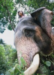 elephants halter_top ogura_yuuko twintails ys_web_061 rating:Safe score:0 user:nil!