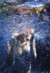 bikini cleavage hatachi_20 ichikawa_yui pool swimsuit underwater wet rating:Safe score:0 user:nil!
