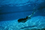 akiyama_rina ass barefoot one-piece_swimsuit pool swimsuit underwater wet ys_web_261 rating:Safe score:1 user:nil!
