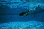 akiyama_rina ass one-piece_swimsuit pool swimsuit underwater wet ys_web_261 rating:Safe score:0 user:nil!